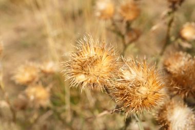 Süt thistle sonbahar çayırda