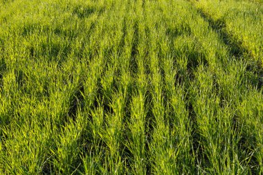 Bahar adlı genç buğday alanı