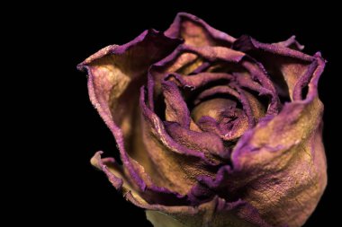 Kuru gül siyah arka plan üzerine izole