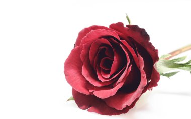 Güzel kırmızı gül.