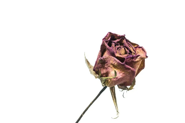 Belle rose rouge gros plan — Photo