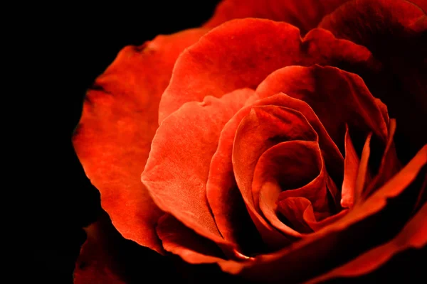Красива крупним планом червона троянда — стокове фото
