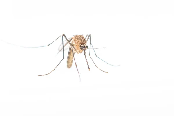 Κουνούπια Anopheles, επικίνδυνο όχημα της λοίμωξης. — Φωτογραφία Αρχείου
