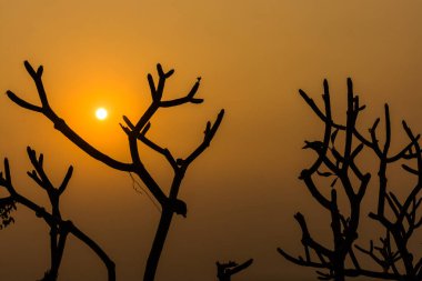 Sunrise dalları ile