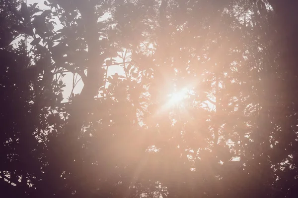 Sonnenaufgang durch Baumblätter — Stockfoto