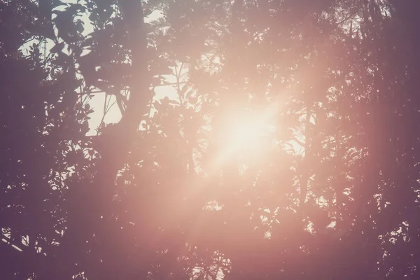 Soluppgången genom Tree löv Stockfoto