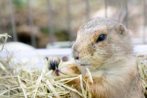 Bebé pradera perros comer Fotos de stock libres de derechos