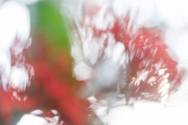 Yeşil Doğa arka plan bulanıklık yumuşak odak. ufuk arka