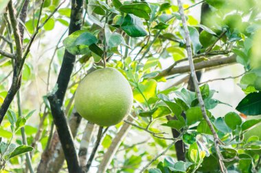 Greyfurt bulunduğu n olan bir gruptaki bir ağaç üzerinde yeşil meyve