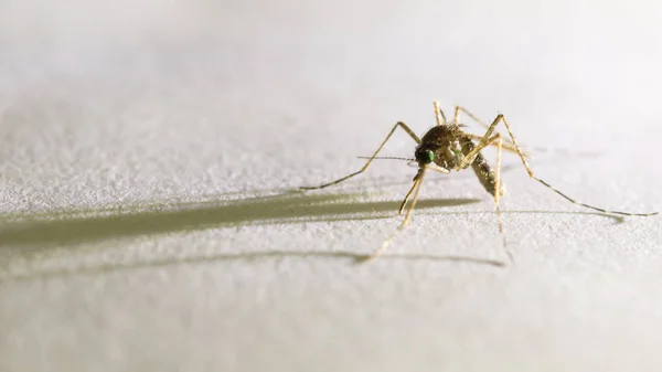 Mosquito en la oscuridad —  Fotos de Stock