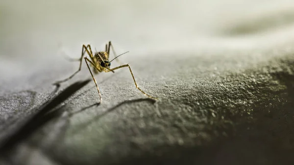 Mosquito en la oscuridad —  Fotos de Stock