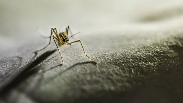 Mosquito no escuro Fotografia De Stock