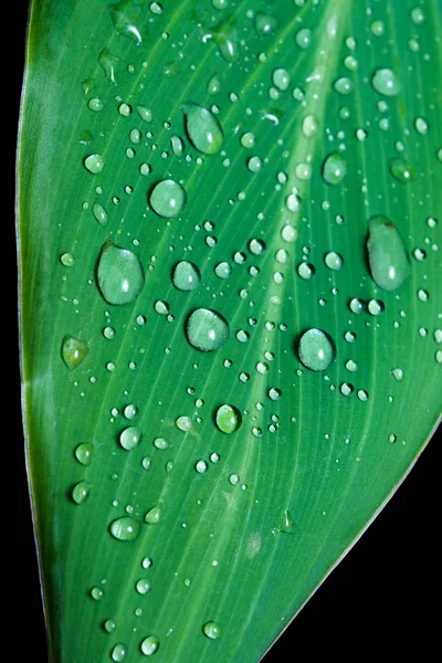 在叶子上的雨滴。在黑色背景上 — 图库照片