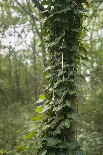 Айви Оставляет Растение Альпиниста Лесовозе Лесу — стоковое фото