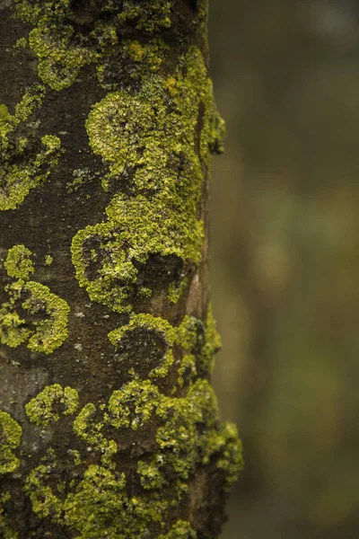 Detalhe Lichens Verdes Caminhão Árvore Madeira — Fotografia de Stock