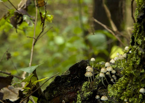 Sonbahar ormanında ağaç gövdesinde beyaz parazit mantarları