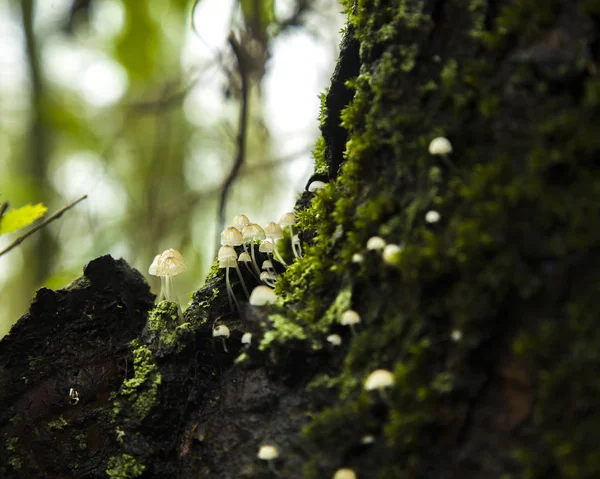 Sonbahar ormanında ağaç gövdesinde beyaz parazit mantarları