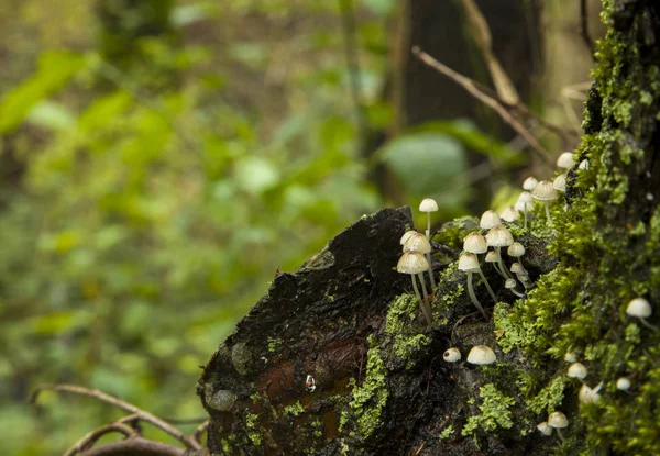 Cogumelos Parasitas Brancos Árvore Tronco Madeira Outono — Fotografia de Stock