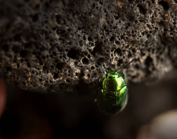 yeşil dağcı ninnisi kayanın üzerinde