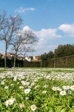 Floransa, İtalya - 26 Mart 2016: İtalya 'nın Floransa kentinde bulunan Boboli Bahçeleri' nde papatya çiçekli güzel bir bahçenin dikey resmi