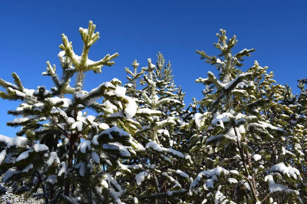 Image of tops of fir trees under snow against a blue sky