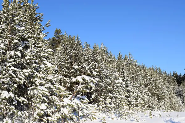 Obraz Zimowego Lasu Świerku Kolejce — Zdjęcie stockowe