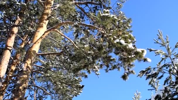 Wideo Gałęzi Świerku Zimowym Lesie Rozwijającym Się Wietrze — Wideo stockowe