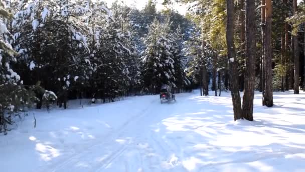 Video Van Sneeuwscooter Het Winterbos — Stockvideo