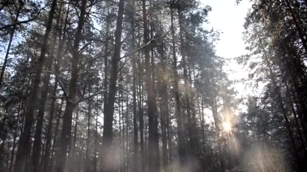 Vídeo Bosque Invernal Nieve Cayendo Los Árboles — Vídeo de stock