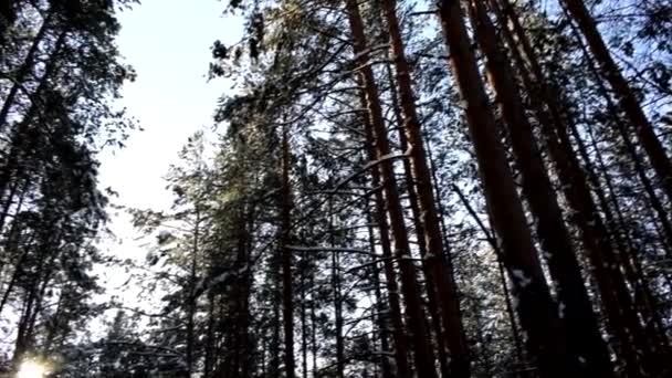 Video Del Bosque Invernal Puesta Sol — Vídeo de stock