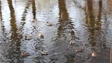 Farklı yönlerdeki ördek sürüsünün videosu.