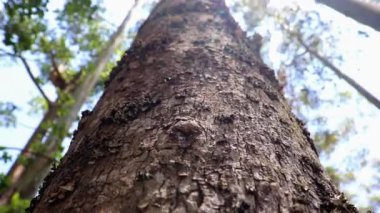 Orman güneş ışığı önizlemesi, ağaç dallı güzel yeşil ormanı gösteriyor. Daha iyi yaşamak için doğayı kurtarmanın gerçek bir örneği..