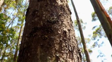 Orman güneş ışığı önizlemesi, ağaç dallı güzel yeşil ormanı gösteriyor. Daha iyi yaşamak için doğayı kurtarmanın gerçek bir örneği..