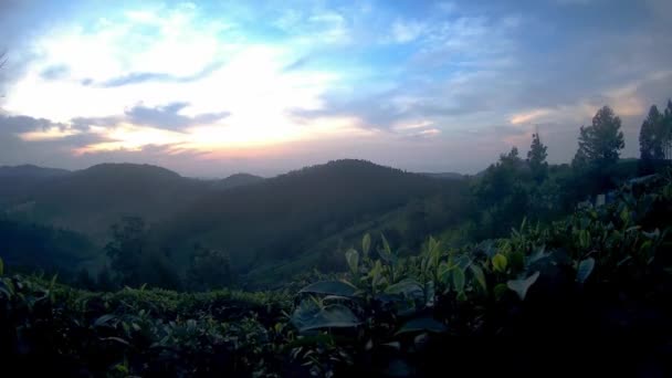 Tea Garden Mountain Sunrise All Alba Lasso Tempo Sta Mostrando — Video Stock