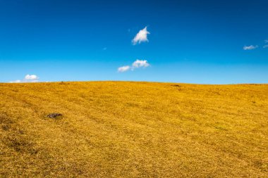 Mavi gökyüzü duvar kağıdıyla sarı çimen tarlası yazı için alanı terk ederek tepenin güzel doğal manzarasını gösteriyor. Görüntü Latilum Peak Shillong Meghalaya Hindistan 'da çekilmiştir..