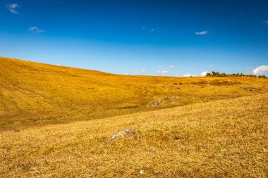 Mavi gökyüzü duvar kağıdıyla sarı çimen tarlası yazı için alanı terk ederek tepenin güzel doğal manzarasını gösteriyor. Görüntü Latilum Peak Shillong Meghalaya Hindistan 'da çekilmiştir..