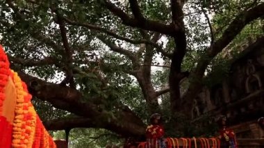 Bodhgaya 'daki Bodhi banyan ağacı Buda' nın 15 Mart 2020 'de Bodhgaya Bihar Hindistan' da vurulduğu yerde..