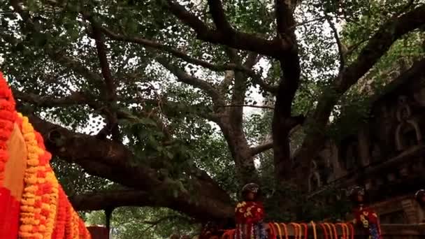 Bodhi Banyan Árvore Bodhgaya Onde Buddha Tem Clipe Iluminado Tiro — Vídeo de Stock