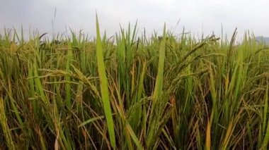 Köyün kırsal kesimindeki pirinç ekimi tarlaları köydeki ekin tarlalarını gösteriyor.