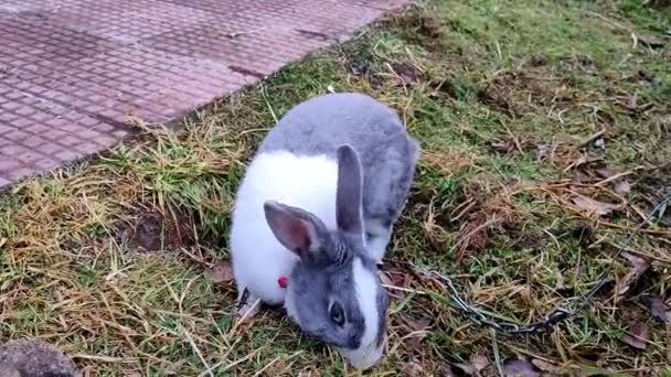 animal lapin blanc et noir marche à la maison jardin clip 