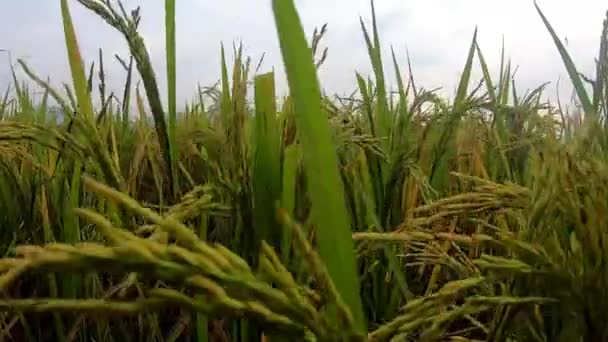 Penanaman Tanaman Padi Wilayah Pedesaan Menunjukkan Ladang Tanaman Desa — Stok Video