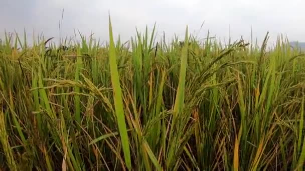Plantacja Upraw Ryżu Wsi Wsi Klip Obszarów Wiejskich Pokazuje Pola — Wideo stockowe