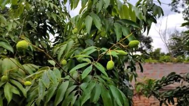 Bahçede yetişen litchi meyvesi tokası bahçedeki olgunlaşmamış litchi 'yi gösteriyor.