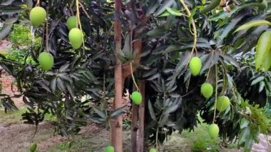 Bahçede yetişen mango yeşili ve ağaç dalı klipsi bahçede olgunlaşmamış mangoyu gösteriyor.