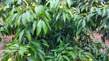 Bahçede yetişen litchi meyvesi tokası bahçedeki olgunlaşmamış litchi 'yi gösteriyor.