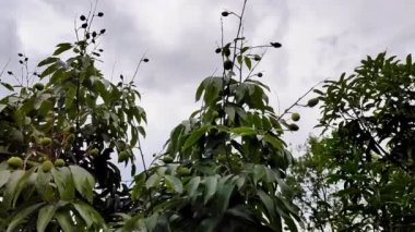 Bahçede yetişen litchi meyvesi tokası bahçedeki olgunlaşmamış litchi 'yi gösteriyor.