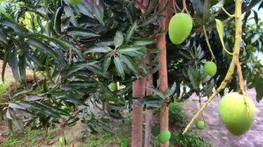 Bahçede yetişen mango yeşili ve ağaç dalı klipsi bahçede olgunlaşmamış mangoyu gösteriyor.