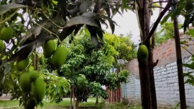Bahçede yetişen mango yeşili ve ağaç dalı klipsi bahçede olgunlaşmamış mangoyu gösteriyor.