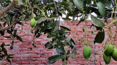 Bahçede yetişen mango yeşili ve ağaç dalı klipsi bahçede olgunlaşmamış mangoyu gösteriyor.