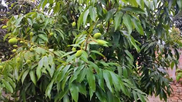 Litschi Fruchtgrün Wächst Garten Mit Astclip Zeigt Die Unreifen Litchi — Stockvideo